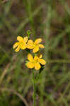 Hairy St. Johnswort